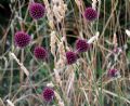 Allium sphaerocephalon